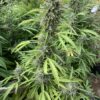 White Runtz x Slapz_4 White Runtz x Slapz Seeds
