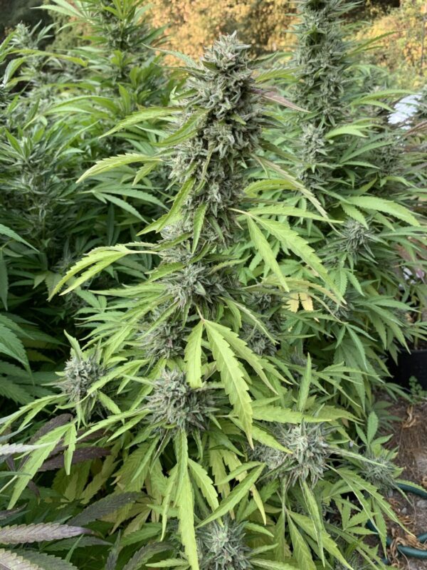 White Runtz x Slapz_4 White Runtz x Slapz Seeds