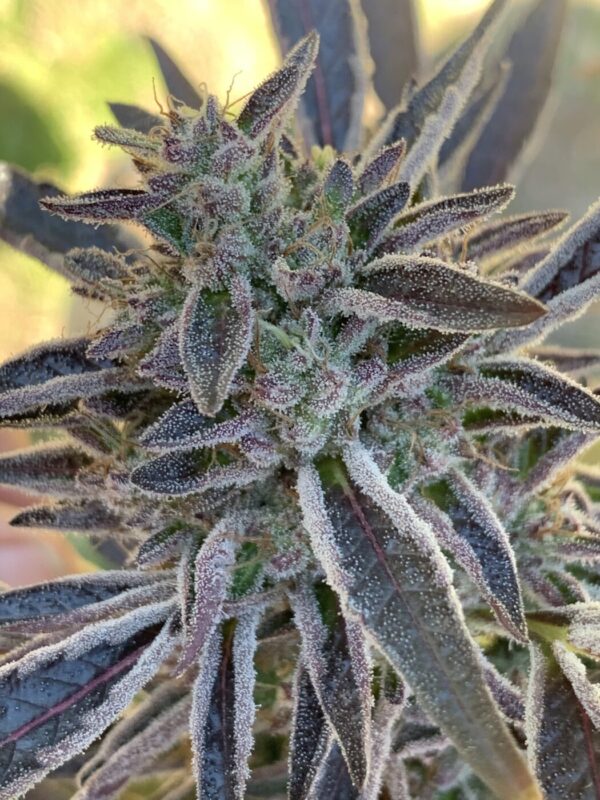 White Runtz x Slapz_65 Whipz - White Runtz x Slapz