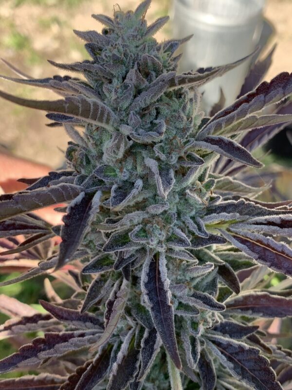 White Runtz x Slapz_67 Whipz - White Runtz x Slapz