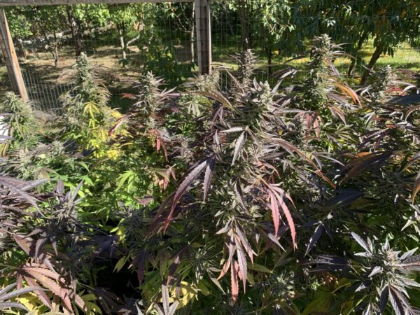 White Runtz x Slapz_69 Whipz - White Runtz x Slapz