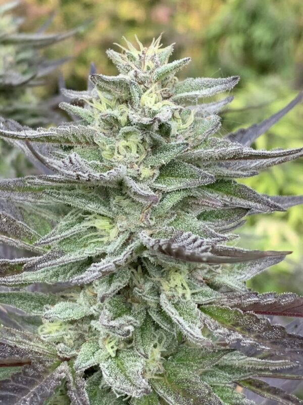 Gellyz - (Gelonade x Slapz)