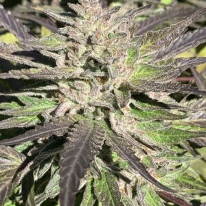 Gelonade x Slapz Seeds