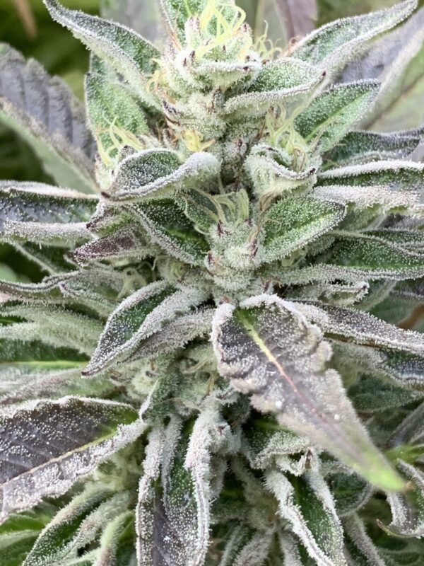 Gellyz - (Gelonade x Slapz)