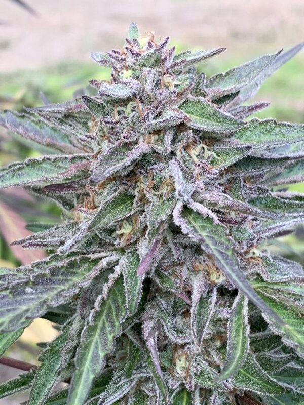 Gellyz - Gelonade x Slapz