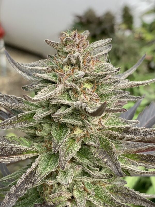 Gellyz - (Gelonade x Slapz)