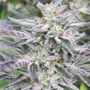 Gelonade x Slapz Seeds