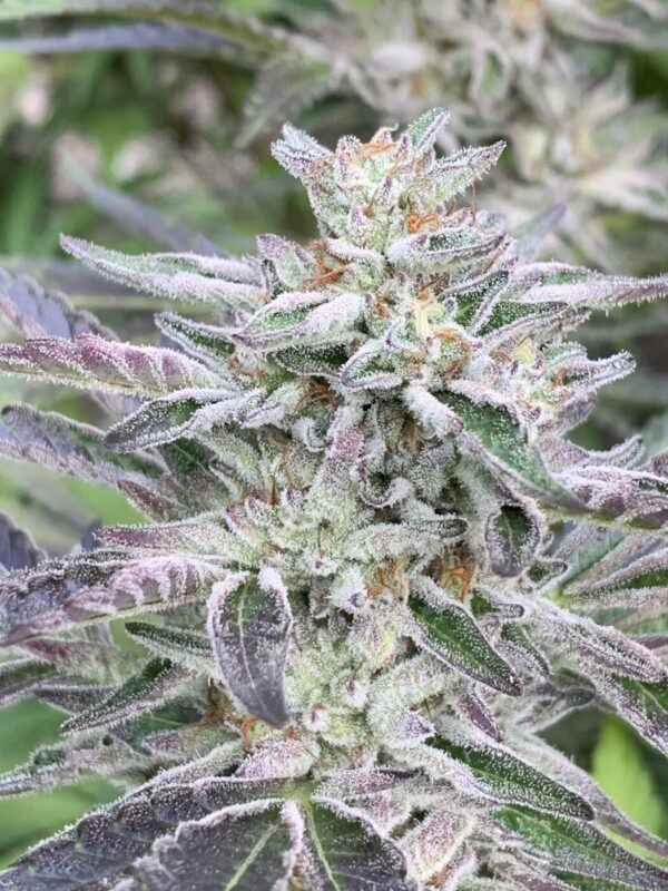 Gelonade x Slapz Seeds