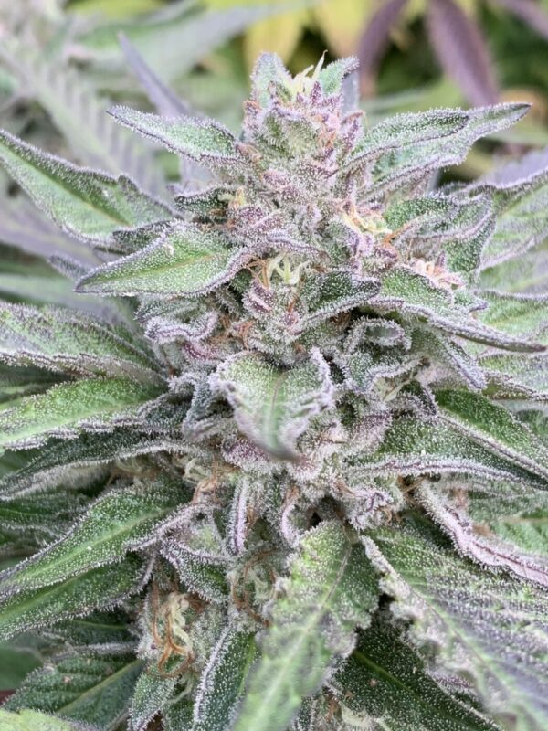 Gellyz - (Gelonade x Slapz)