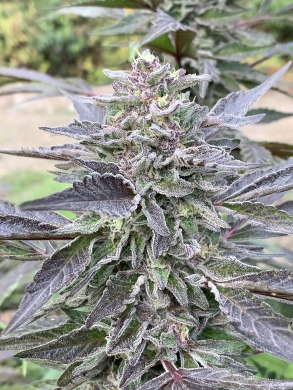 Gellyz - (Gelonade x Slapz)