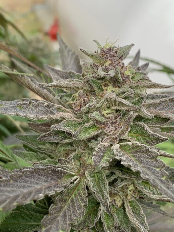 Gellyz - (Gelonade x Slapz)