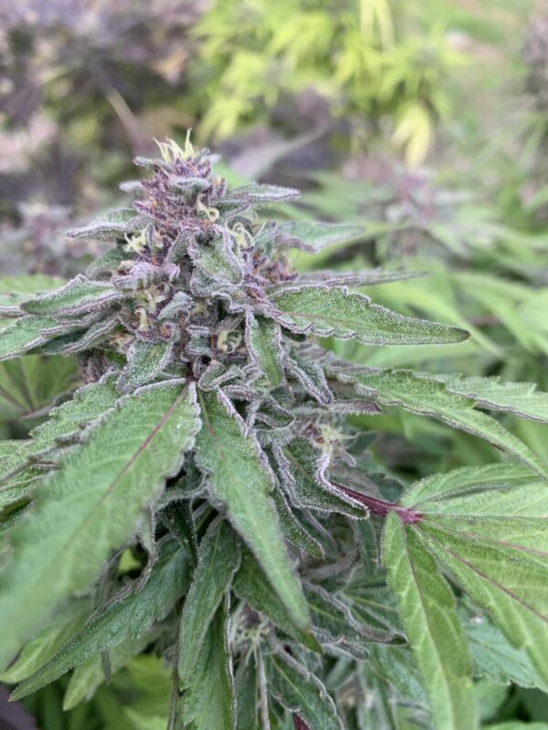 Gellyz - (Gelonade x Slapz)