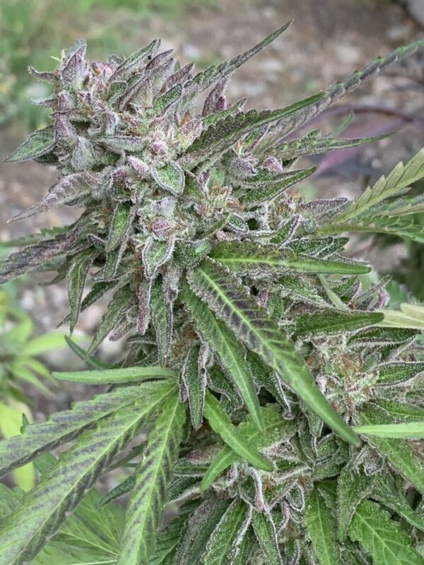 Gellyz - (Gelonade x Slapz)