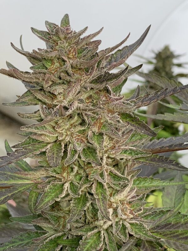 Gellyz - (Gelonade x Slapz)