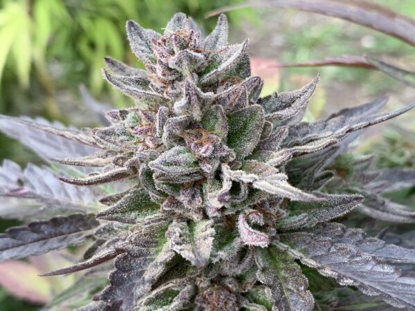 Gellyz - (Gelonade x Slapz)