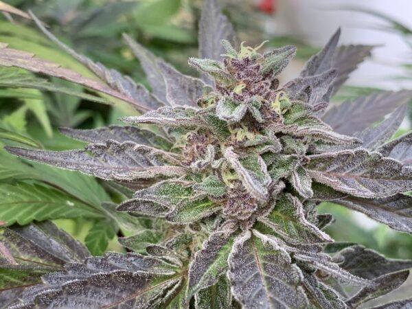 Gellyz - (Gelonade x Slapz)