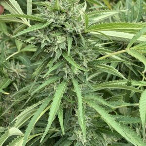 Vitamin Z Outdoor Flowers