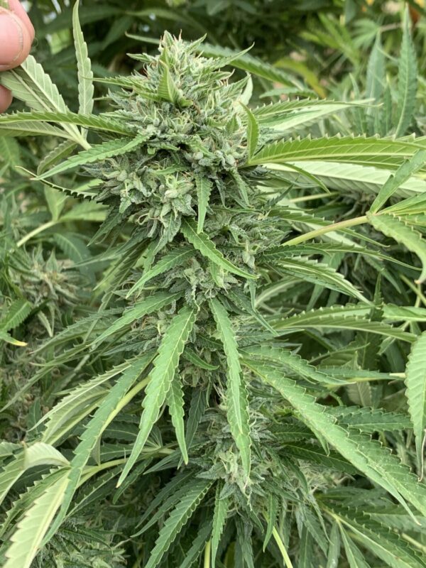 Vitamin Z Outdoor Flowers