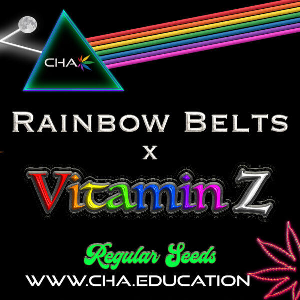 Rainbow Belts x Vitamin Z