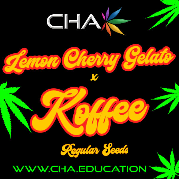 Lemon Cherry Gelato x Koffee Seeds