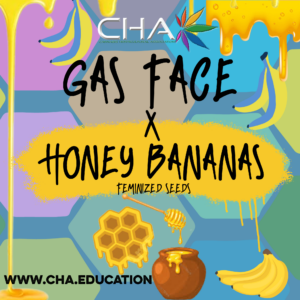 Gas Face x Honey Bananas