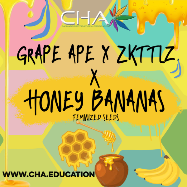 (Grape Ape x Zkittlez) x Honey Bananas