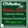 Trop Cherry x Pakistani Chitral Kush