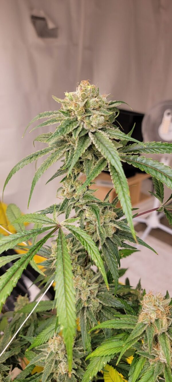 Honey Piff - (NYC Piff #3 x Honey Bananas)