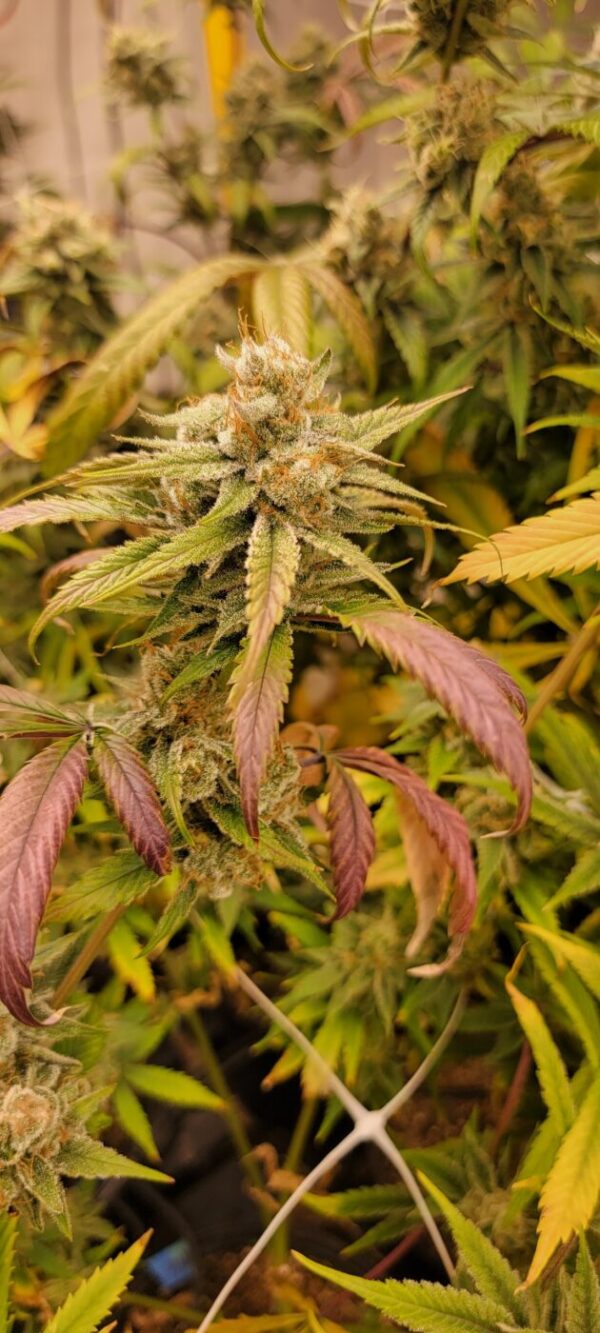 Honey Piff - (NYC Piff #3 x Honey Bananas)