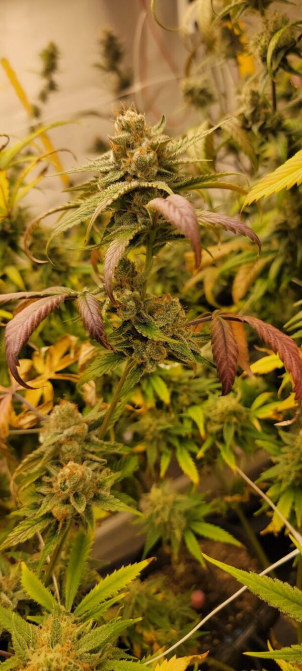 Honey Piff - (NYC Piff #3 x Honey Bananas)