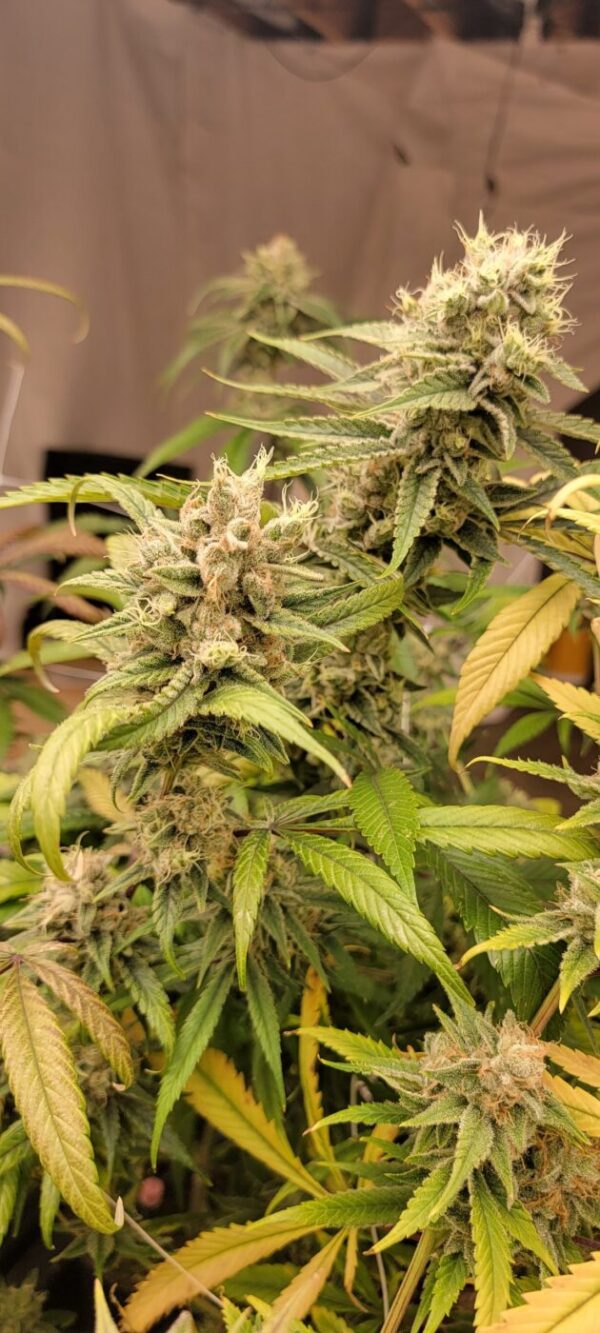 Honey Piff - (NYC Piff #3 x Honey Bananas)