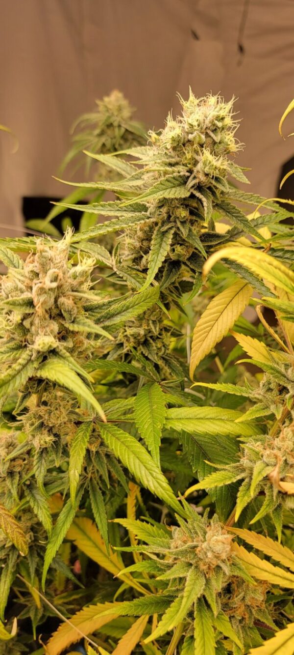 Honey Piff - (NYC Piff #3 x Honey Bananas)