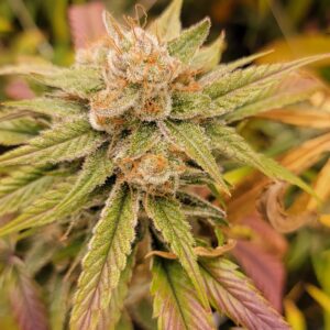 Piff x Honey Bananas