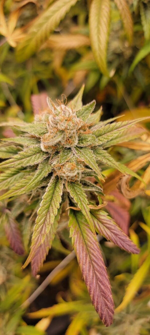 Piff x Honey Bananas