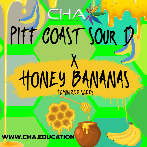 PiffCoast Sour D x Honey Bananas
