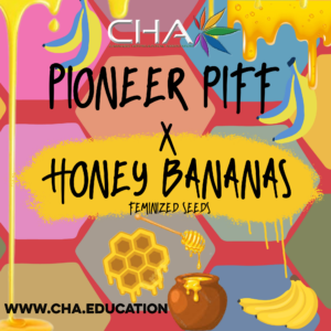 Pioneer Piff x Honey Bananas