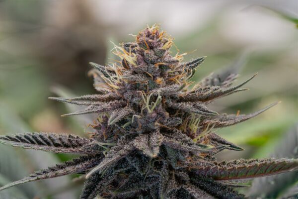 Pakistani Cherries - (Trop Cherry X Pakistani Chitral Kush)