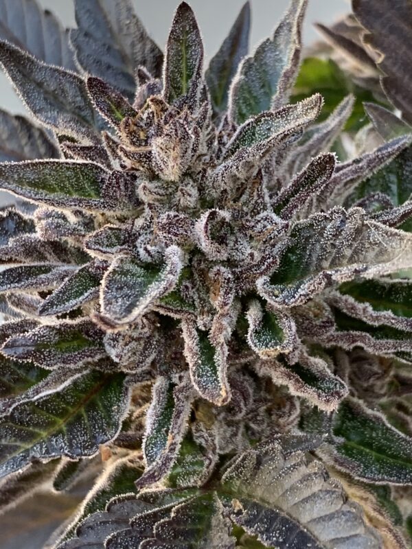 Pug Junky - Gas Face x Peanut Butter Breath