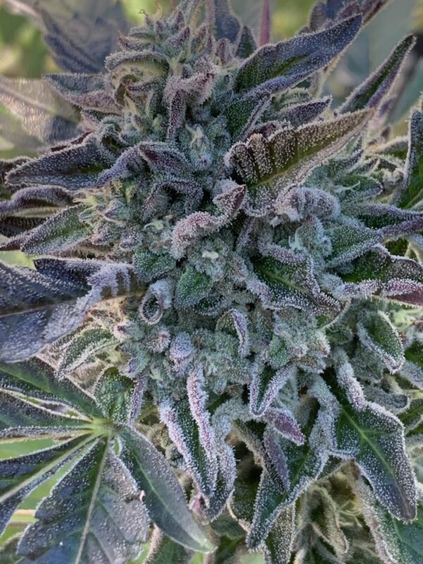 Peanut Butter Face (Gas Face x Peanut Butter Breath Bx2)