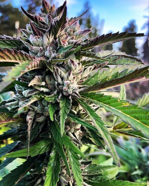 Peanut Butter Breath Bx2