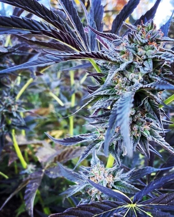 Peanut Butter Breath Bx2