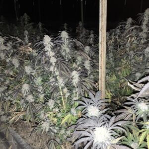 Peanut Butter Breath Seeds