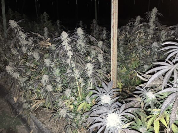 Peanut Butter Breath Seeds