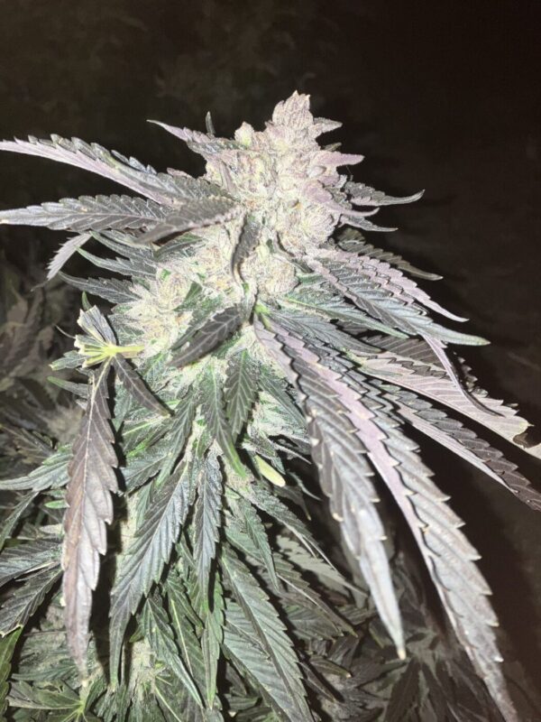 Peanut Butter Breath Bx2