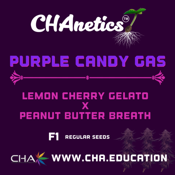 Purple Candy Gas
