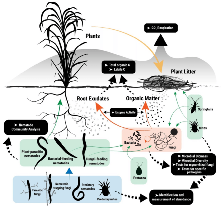 the-soil-food-web-101-cannabis-horticultural-association