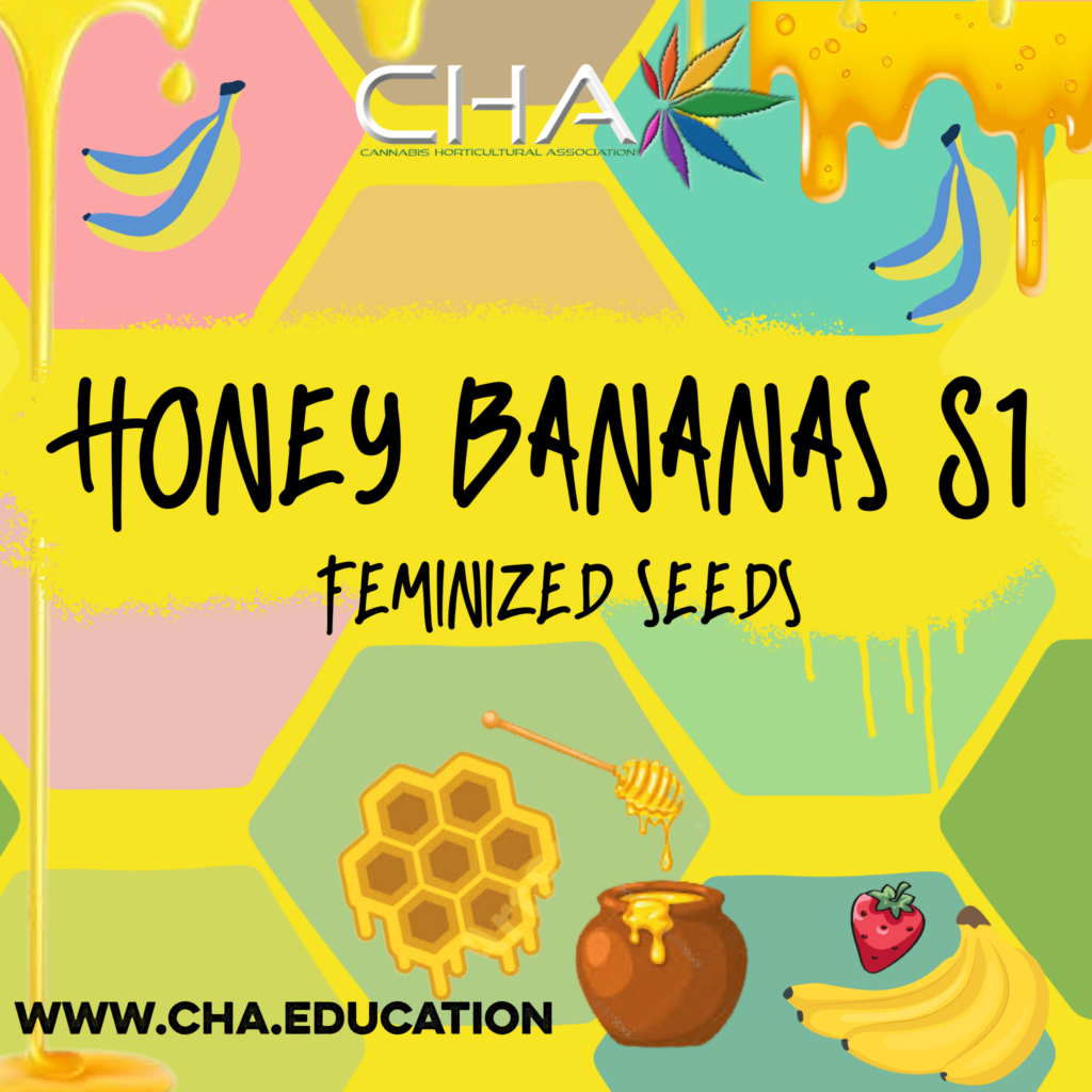 Seeds Cannabis Horticultural Association