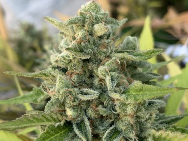 Rainbow Belts x Honey Bananas