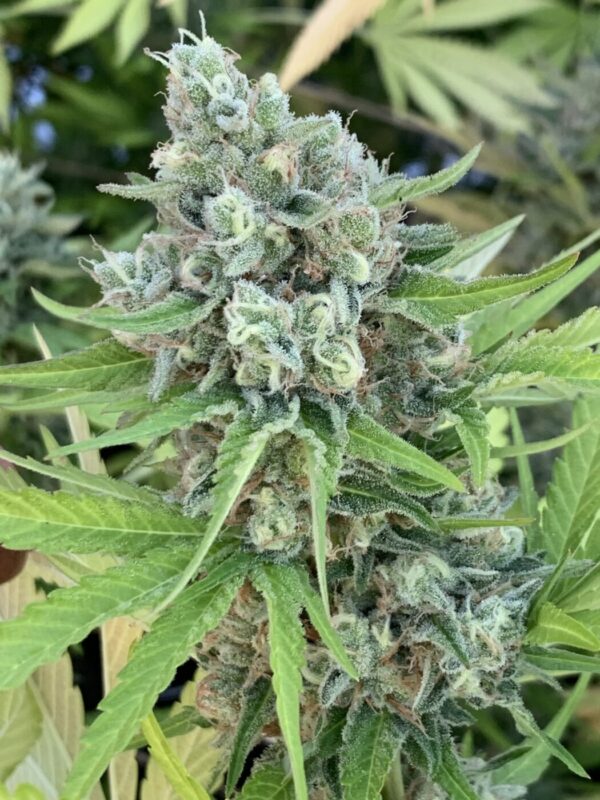 Rainbow Belts x Honey Bananas