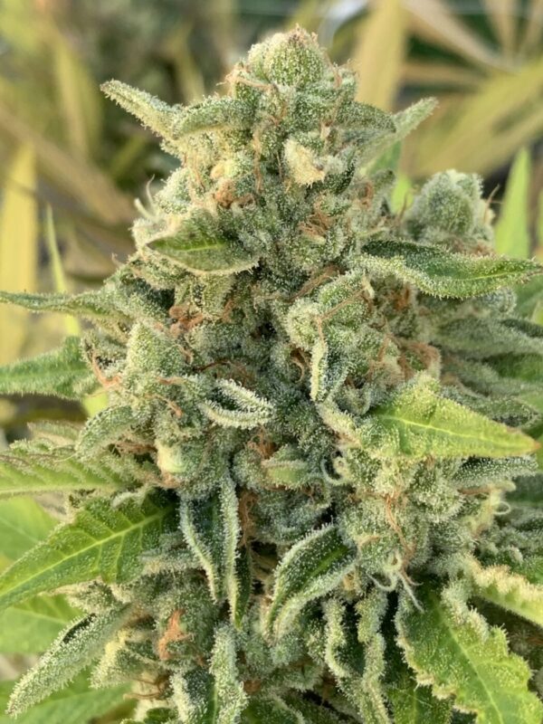 Rainbow Belts x Honey Bananas